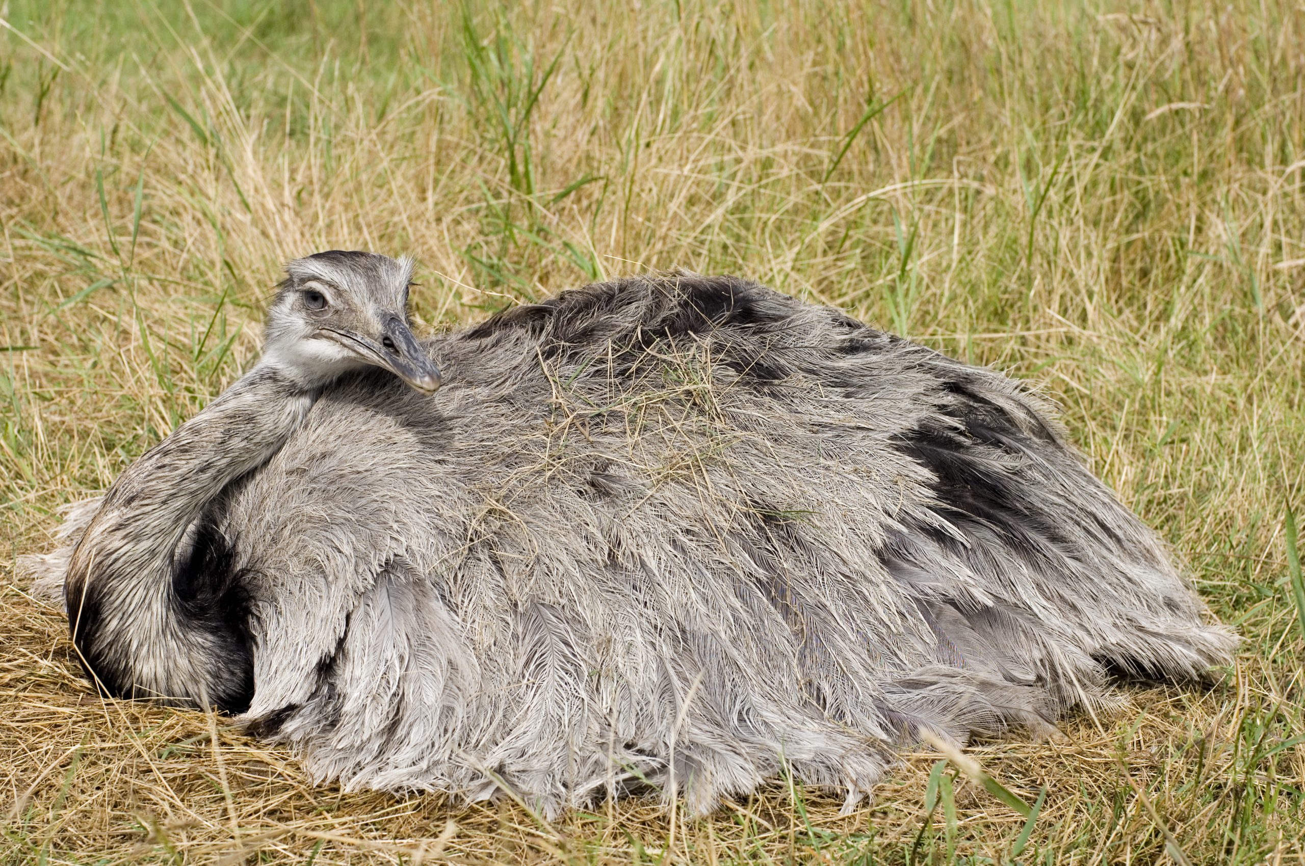 La insólita guerra del emú en Australia: un evento histórico singular