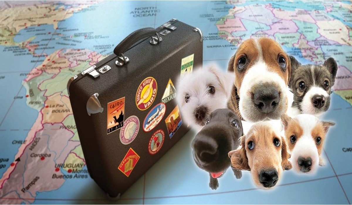¿Te gustaría poder viajar con tu perro o gato a Australia? En este post te contamos todo lo que debes saber para vivir tu aventura Aussie junto a tu amigo peludo.